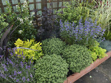 Mixed established evergreen for sale  KING'S LYNN