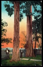 Logging lumber industry for sale  Duluth
