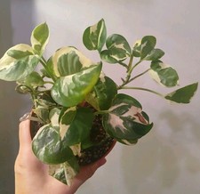 Njoy pothos for sale  Old Forge