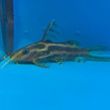 Synodontis flavitaeniatus catf for sale  USA