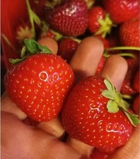 Immertragende erdbeeren mara gebraucht kaufen  Sollstedt