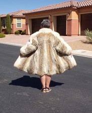 Real coyote arctic for sale  Las Vegas