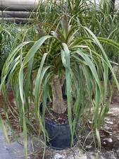 Ponytail palm beaucarnea for sale  Miami
