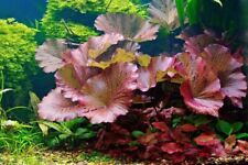 Red tiger lotus for sale  Marietta