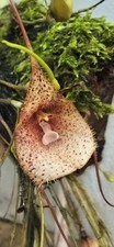 dracula orchidee gebraucht kaufen dracula orchidee gebraucht kaufen Willich