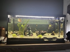 Aquarium komplettset fischen gebraucht kaufen  Deutschland