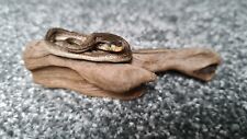 Taxidermy mini snake for sale  DARLINGTON
