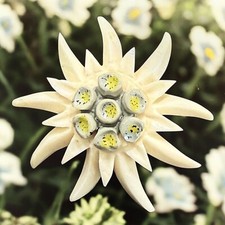 Vintage bone edelweiss for sale  Danbury