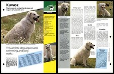 Kuvasz routine dogs for sale  SLEAFORD