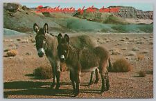 Sweethearts desert baby for sale  Newton