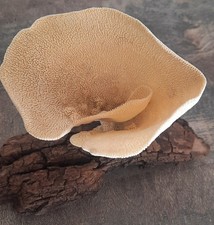 Curiosité éponge calice d'occasion Curiosité éponge calice d'occasion  Montpellier-