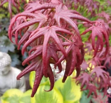 Acer tree new for sale  NORTHWICH