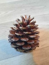 Large pine cone for sale  BOURNEMOUTH