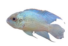 Live electric blue for sale  Palm Bay