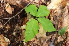 Live red oak for sale  Guys Mills