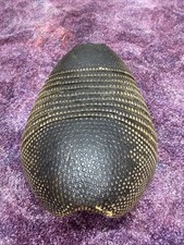 Real armadillo shell for sale  Ellis