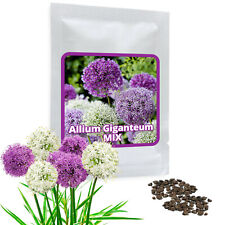 Używany, GIANT Allium giganteum MIX 2 x 30 Semi viola / bianco - semi di fiore giardino na sprzedaż  Wysyłka do Poland