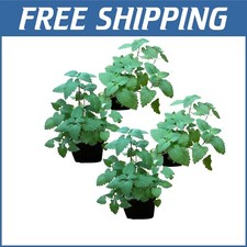 Catnip herb pack for sale  Fresno