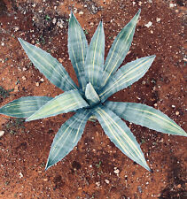 Agave americana striata usato  Napoli