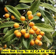 Loquat edible fruit for sale  Homestead