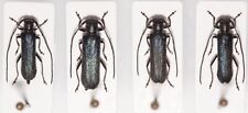 Cerambycidae stenostola dubia for sale  Shipping to Ireland