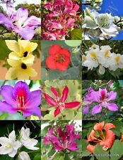 Orchid tree mix for sale  Miami