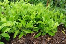 Longevity spinach starter for sale  Tazewell