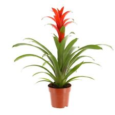 Guzmania bromeliad house for sale  NEWTON ABBOT