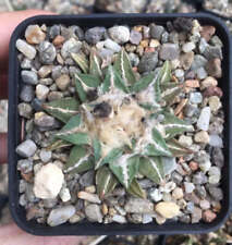 Ariocarpus retusus kotschoubey usato  Italia