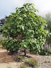 Paulonia paulownia tomentosa usato  Valmacca