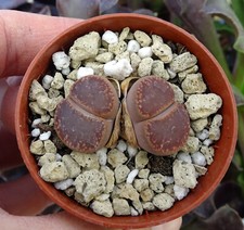 Lithops aucampiae brown d'occasion  Servian