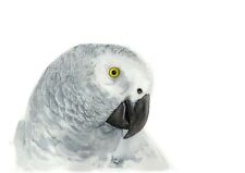 African grey original for sale  THORNTON-CLEVELEYS