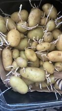 Charlotte seed potatoes for sale  LONDON