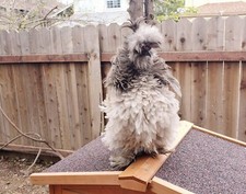 Fertilized frizzle smooth for sale  West Sacramento