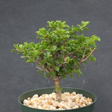 Pereskia portulacifolia specim for sale  Miami