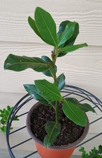Organic bay leaf for sale  Kilgore