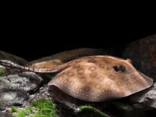 Ocellate river stingray for sale  UK