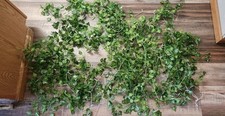 Green ivy vines for sale  Temperance