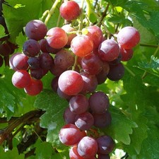 Vitis vinifera cardinal d'occasion  Pouzauges