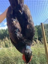 Melanistic pheasant eggs for sale  TIVERTON