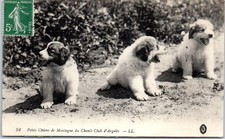 Chiots chiens pyrenees d'occasion  France
