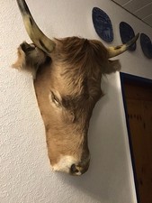 Präparierter kuhkopf als gebraucht kaufen  Essen
