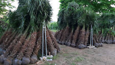Palme trachycarpus fortunei gebraucht kaufen  Miltenberg