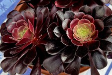Aeonium arboreum var gebraucht kaufen  Deutschland