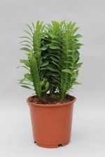 Euphorbia trigona afrikanische gebraucht kaufen  Düsseldorf