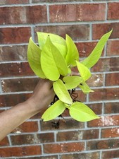 Rooted neon yellow for sale  Franklin
