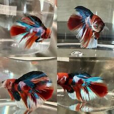 Live betta fish for sale  Mountain View