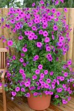 Petunia purple tower for sale  MALDON