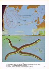 Yellow silver eel for sale Yellow silver eel for sale  DEREHAM