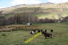Photo 12x8 zwartbles for sale  FAVERSHAM